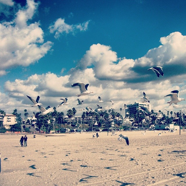 Throwback #LosAngeles, #California. #beach #seagulls