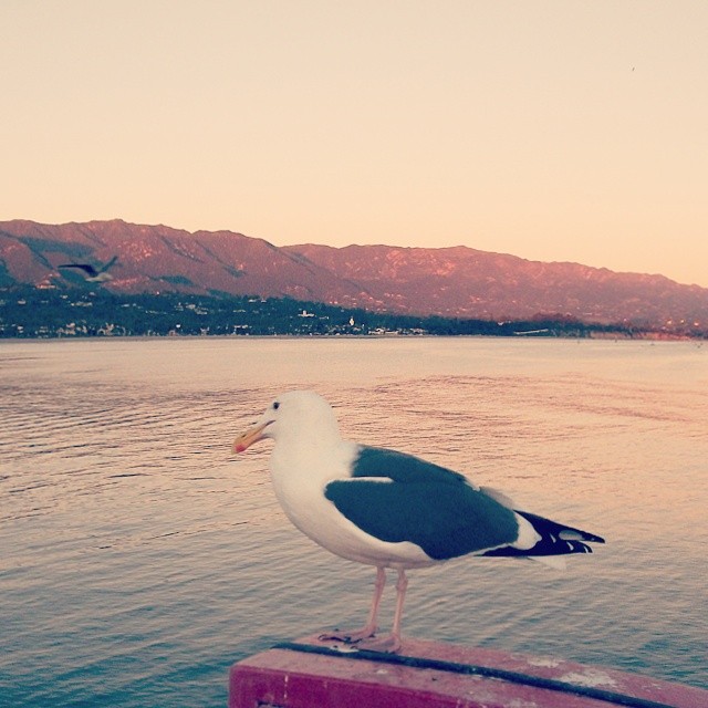 A gull, #SantaBarbara, #California, sunset