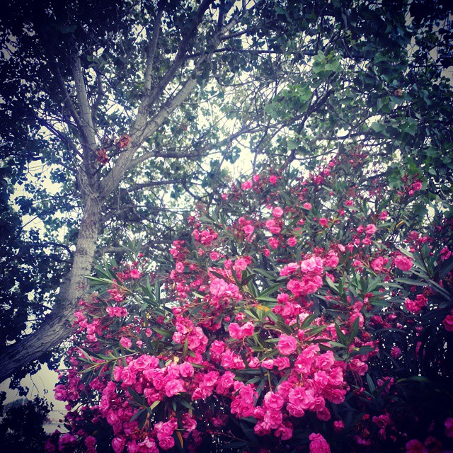 Bougainvillea? August, 26, 2014