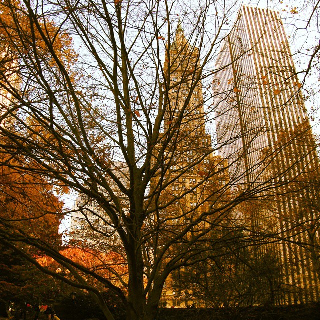 Central Park, #NYC. I wish #trees could grow on top of #skyscrapers. They can't...