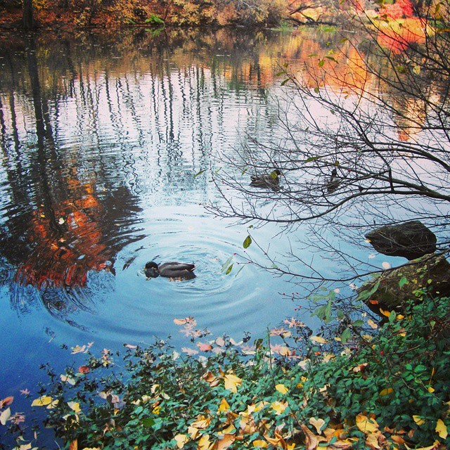 Autumn in Central park, New York #fall #lakes #foliage