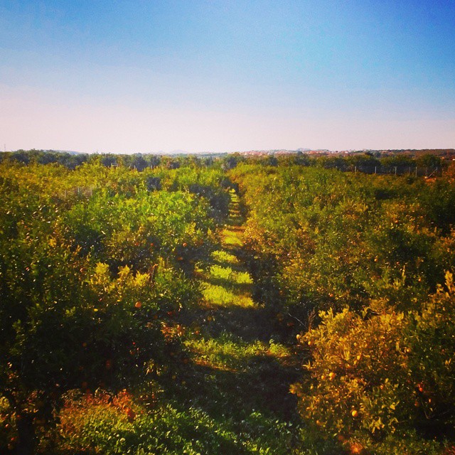 This orange grove could be a great subject of an impressionist painting! #landscapes #nature