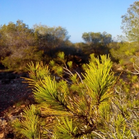 Branches of conifers near the lake