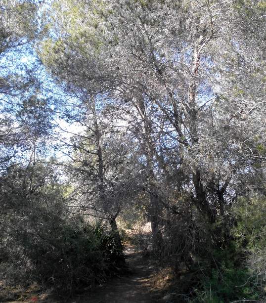 Drying trees