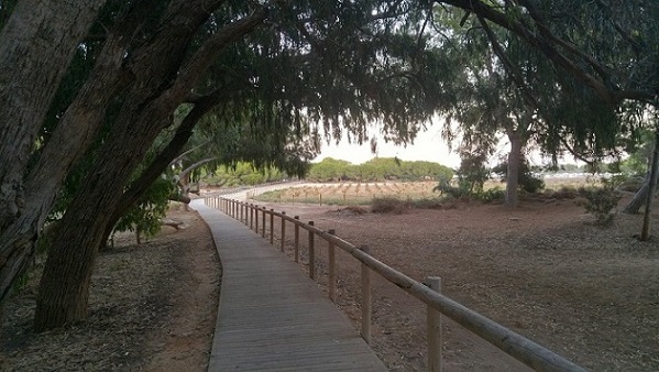 Vineyards in distance