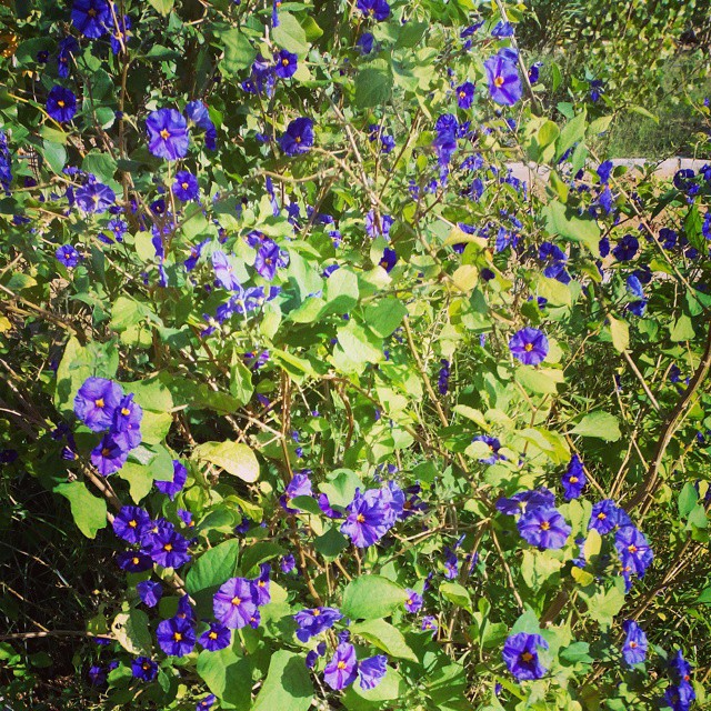 Blue Flowers. December, 1, 2014