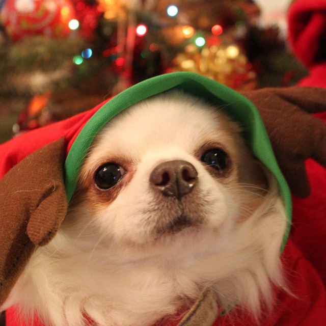 Happy Holidays from Johnny, Rudolph's substitute #chihuahua #holidays