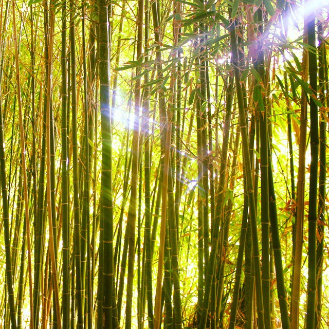 Bamboo grove at Mundomar marine animal park, #Benidorm, #Spain