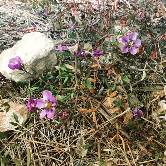 Early spring wildflowers near Salina de La Mata. March, 1, 2015