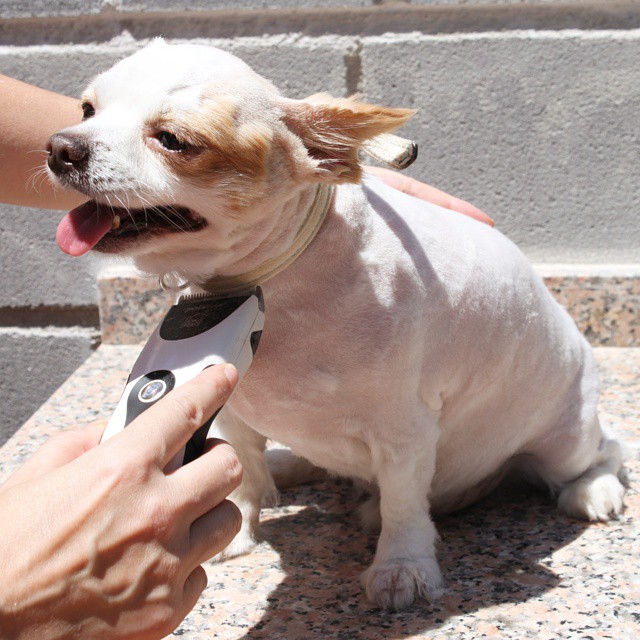 Another funny guy. Johnny enjoying his summertime haircut being done :) #dogsofinstagram #cute #dog #dogs #haircut #instadog #animals #beautiful #puppy #petstagram #pet #dogstagram #summer  #doglover #instapet #grooming #dogoftheday #perro #perrito #chihuahua #chihuahuaworld #chihuahuasofinstagram #perros #chihuahuas #chihuahualife #chihuahualover #hot #sunny #chien #chiens