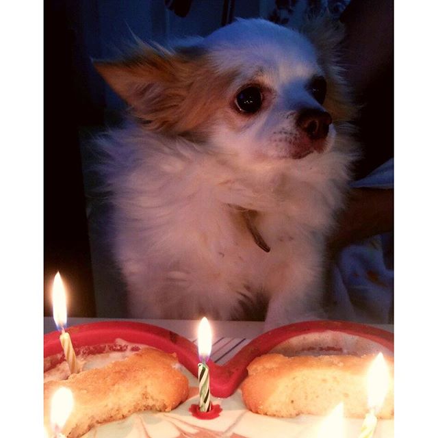 Birthday guy. Just turned 9!#dog #dogsofinstagram #cute #love #chihuahua #instadog #petstagram #chihuahuasofinstagram #pet #dogstagram #chihuahuaworld #chihuahuas #spain #doglover #food #dogoftheday #dogs_of_instagram #cake #birthday #eyes #funny #instagood #instahub #dogstagram #pets #pup #puppy #petsagram #animals #fun