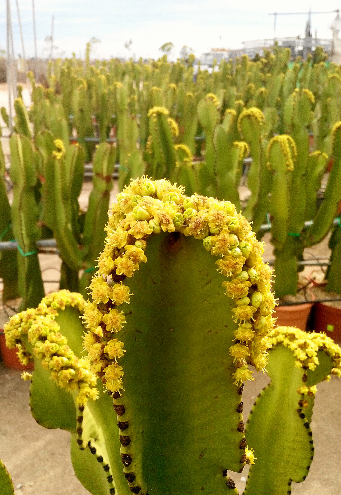 A pretty blooming cactus. Spring is just around the corner :) February, 18, 2016