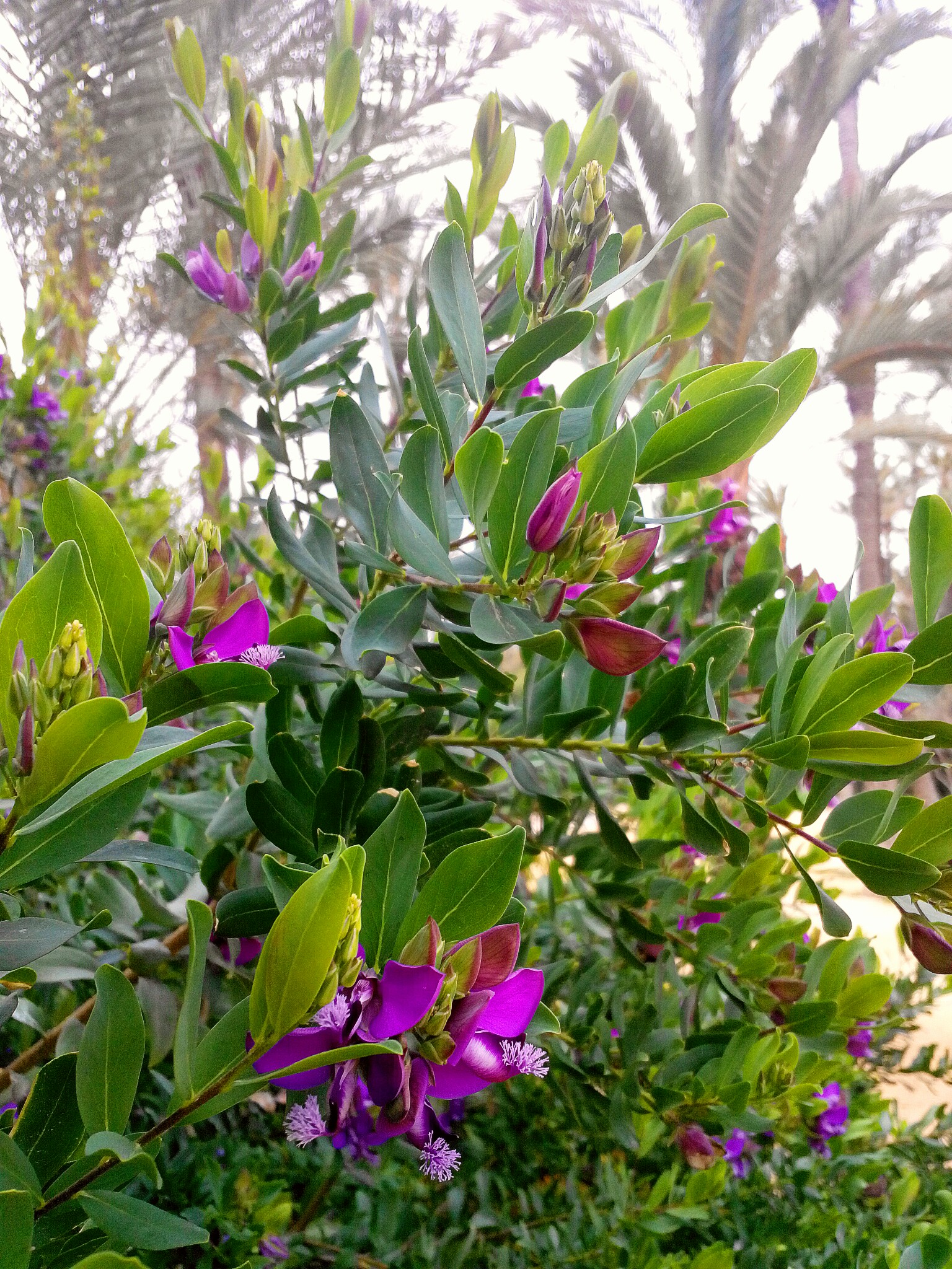 Flowers in El Palmeral park Alicante Spain
