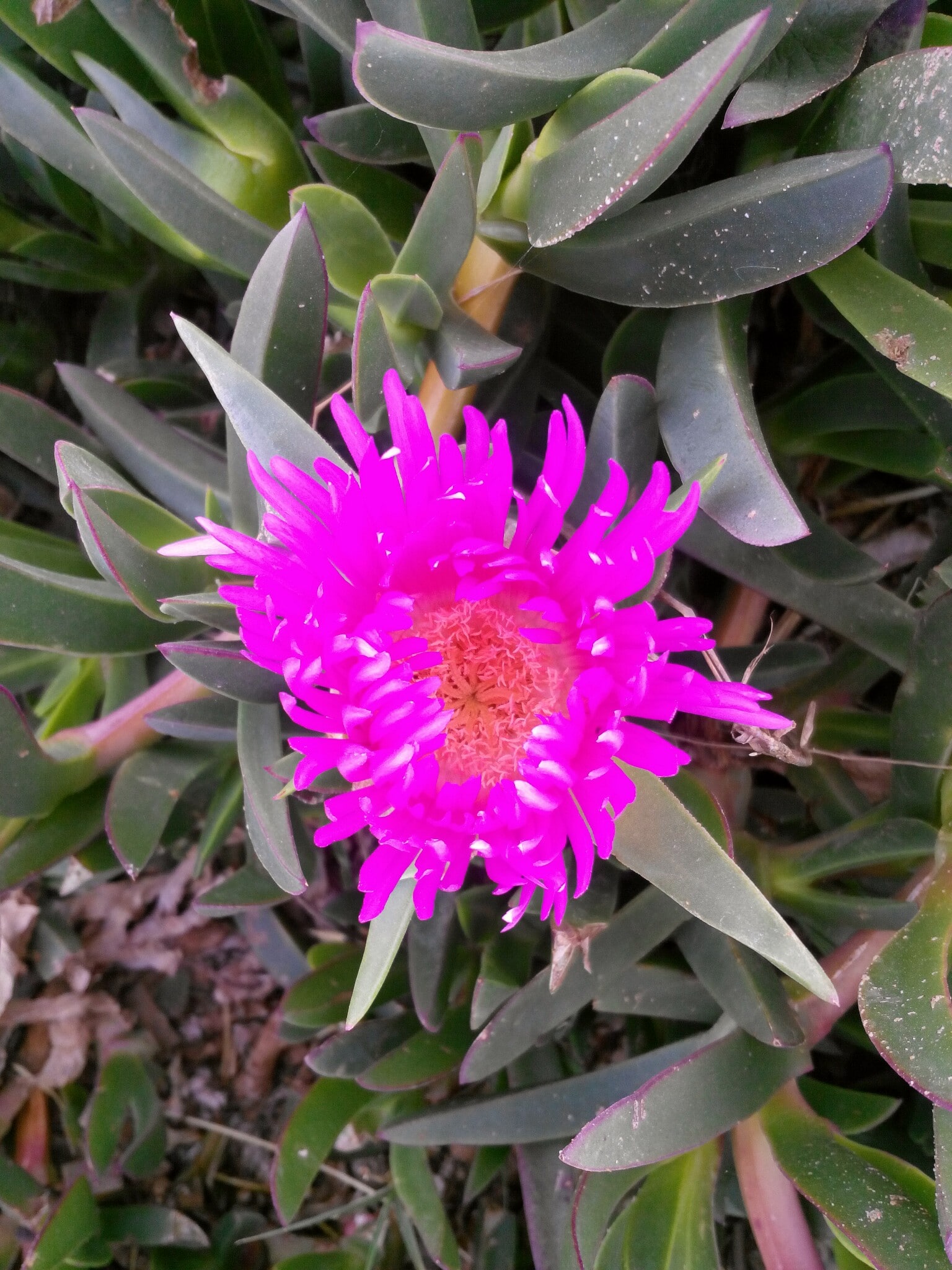 A flower near the beach