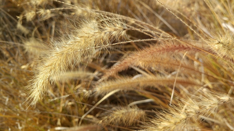 Dry grass. Summer pictures from Torrevieja, Spain 1