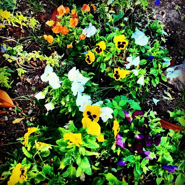 Random Flowers Mix. June, 29, 2014
