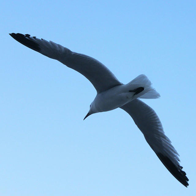 A seagull flying over the Mediterranean sea 